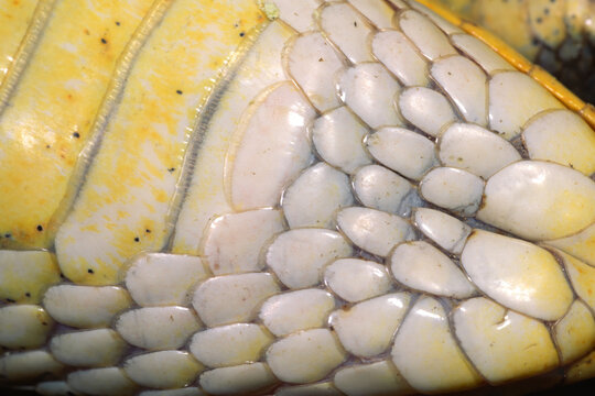 Eastern hognose snake, Heterodon platirhinos