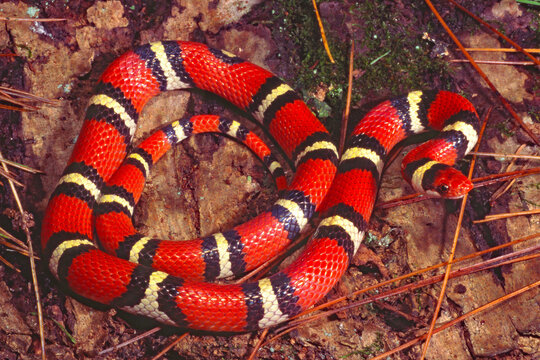 Scarlet kingsnake, Lampropeltis elapsoides