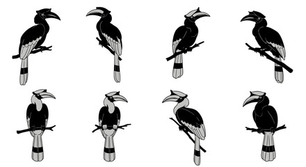 Eight black and white hornbill birds perched on branches in various poses © Asim