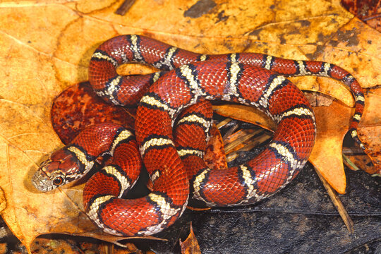 Red milksnake, Lampropeltis triangulum syspila