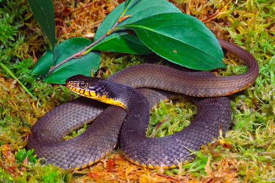Copperbelly watersnake, Nerodia erythrogaster neglecta.