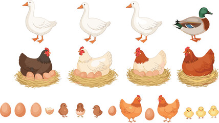 Farm animals vector set with chickens hens sitting on nests with eggs white geese mallard duck and cute yellow baby chicks illustration. © MdGohurul