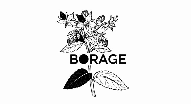 Black and white line drawing of borage plant with flowers and leaves