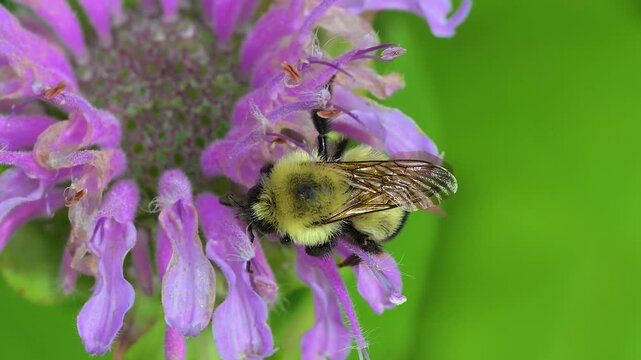 A bumblebee is moving slowly on this cool spring morning.  Found this bee asleep on the beebalm and watch it slowly wake and start to feed.  Garden in Windsor in Upstate NY.