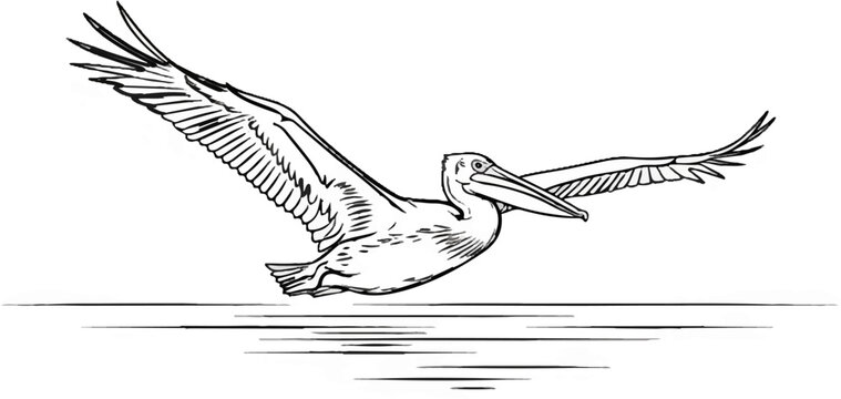 Black and white illustration of a pelican flying low over water
