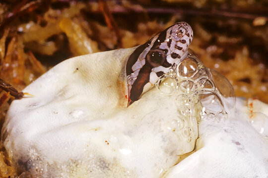 Corn snake, Pantherophis guttatus, hatching