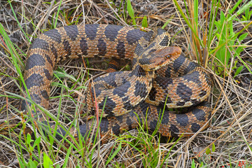 Fototapeta premium Western Fox Snake, Pantherophis vulpinus, in a Prairie