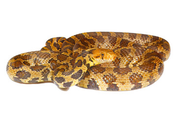 Fototapeta premium Western Fox Snake, Pantherophis vulpinus, white background.