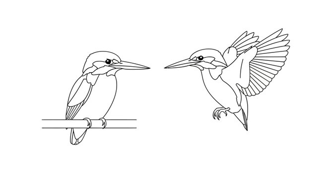 Kingfisher Bird Line Art Illustration.
