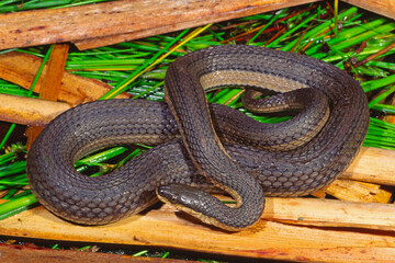 Obraz premium Graham's crayfish snake, Regina grahamii, on wetland vegetation.