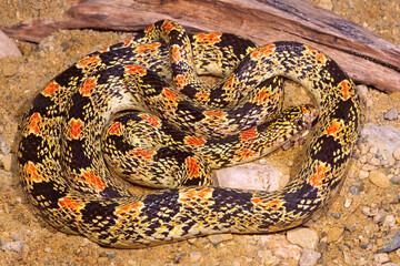 Naklejka premium Longnosed snake, Rhinocheilus lecontei.