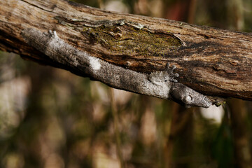 Fototapeta premium A Shiny-eyed leaf-tailed gecko (Uroplatus garamaso), which was described in 2023, mimicing the bark of a branch at Andrafiamena-Andavakoera Protected Area, Diana region, northern Madagascar