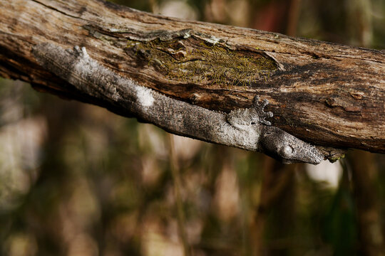 A Shiny-eyed leaf-tailed gecko (Uroplatus garamaso), which was described in 2023, mimicing the bark of a branch at Andrafiamena-Andavakoera Protected Area, Diana region, northern Madagascar