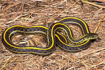Obraz premium Eastern plains gartersnake, Thamnophis radix radix.