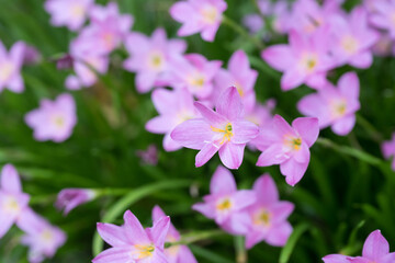 Beautiful pink rain lily (zephyranthes rosea) flowers.