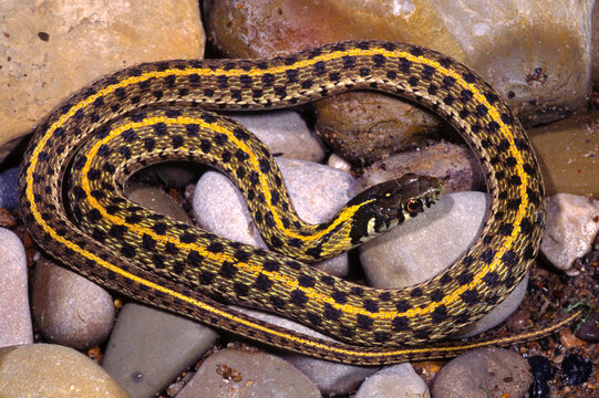 Checkered gartersnake, Thamnophis marcianus.
