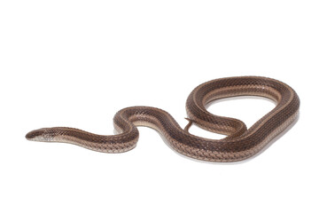 Obraz premium Lined Snake, Tropidoclonion lineatum, white background.