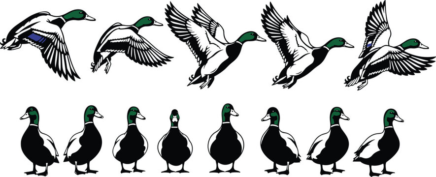 Mallard Duck Silhouette Collection Featuring Flying and Standing Waterfowl with Green Heads for Nature Conservation Hunting Sports and Wildlife Design