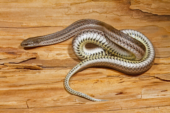 Lined Snake, Tropidoclonion lineatum, exposed belly color.
