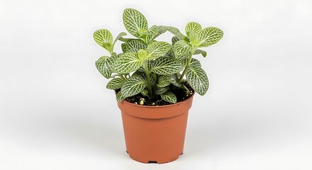 Potted Houseplant with Green Leaves