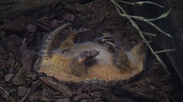 pangolin shivers while sleeping on its back