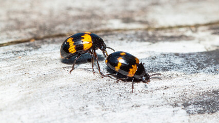 black and yellow beetle