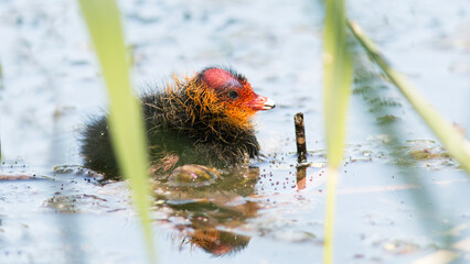little bird on the ground