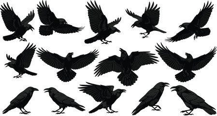 Raven and Crow Silhouette Collection Featuring Flying and Perched Black Birds for Gothic Halloween Nature Wildlife Vector Illustration and Design