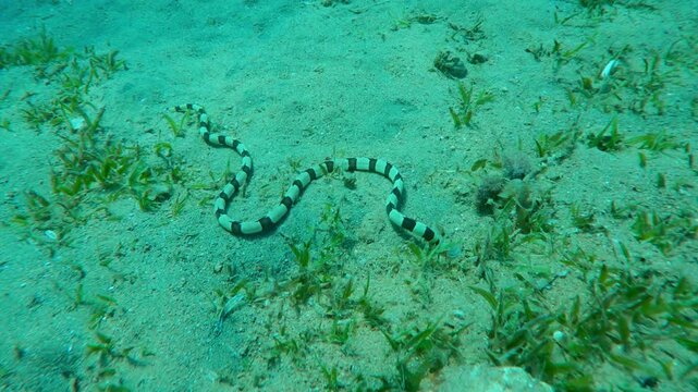 Close-up from above of Banded Snake Eel (Myrichthys colubrinus) as it crawls, wriggles on sandy seafloor and searching for prey among green Smooth Ribbon Seagrass (Cymodocea rotundata)