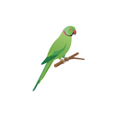 Obraz premium green parrot isolated on white