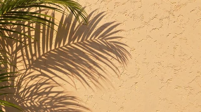 Palm leaf shadow on textured wall