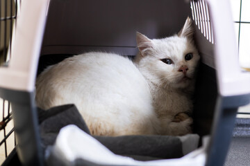 Timid kitty quietly searches for secure refuge. Nervous cat quietly finds quiet place to hide © Vera Aksionava