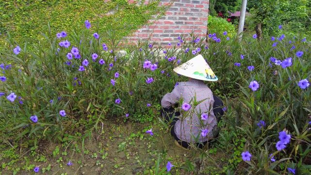 Vietnam 02,21,2026 Elderly Vietnamese woman wearing a traditional Vietnamese hat tends to plants and flowers while gardening in her home garden - traditional life in Vietnam