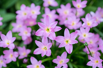 Beautiful pink rain lily (zephyranthes rosea) flowers.