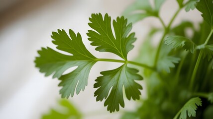 Fototapeta premium Close-up macro shot of vibrant green coriander leaves with serrated edges, showcasing intricate details and fresh aroma.