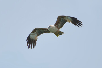 Obraz premium rahminy kite (Haliastur indus) or red-backed sea-eagle soaring in the clear sky. Majestic bird of prey with distinctive white head and chestnut wings in flight.