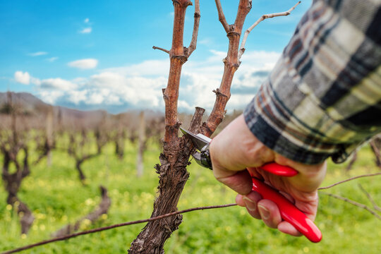 Close-up of the hands of the winemaker pruning the vineyard with professional steel scissors. Traditional agriculture. Winter pruning, Guyot method.