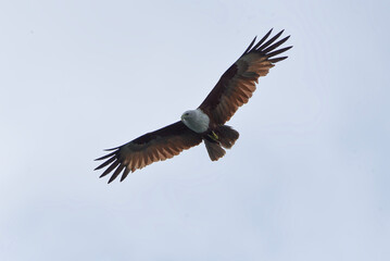 Fototapeta premium rahminy kite (Haliastur indus) or red-backed sea-eagle soaring in the clear sky. Majestic bird of prey with distinctive white head and chestnut wings in flight.