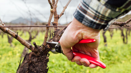 Obraz premium Close-up of the hands of the winemaker pruning the vineyard with professional steel scissors. Traditional agriculture. Winter pruning, Guyot method.