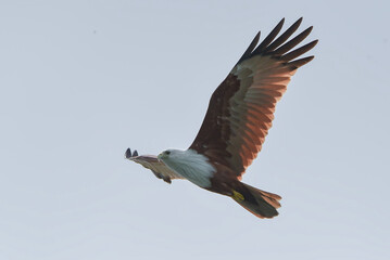 Obraz premium rahminy kite (Haliastur indus) or red-backed sea-eagle soaring in the clear sky. Majestic bird of prey with distinctive white head and chestnut wings in flight.