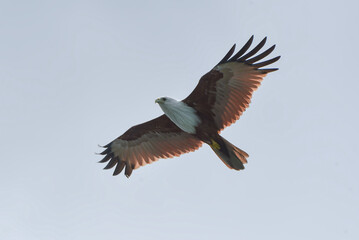 Obraz premium rahminy kite (Haliastur indus) or red-backed sea-eagle soaring in the clear sky. Majestic bird of prey with distinctive white head and chestnut wings in flight.