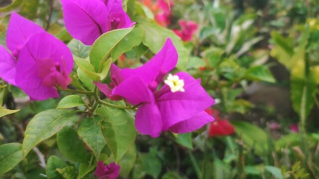 Pink Bougainvillea Flowers Blooming in Tropical Garden