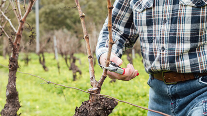 Obraz premium Close-up of the hands of the winemaker pruning the vineyard with professional steel scissors. Traditional agriculture. Winter pruning, Guyot method.