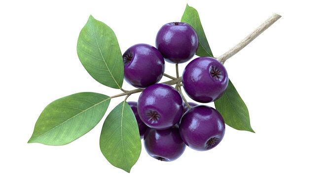 Plum Apples on a Branch with Green Leaves