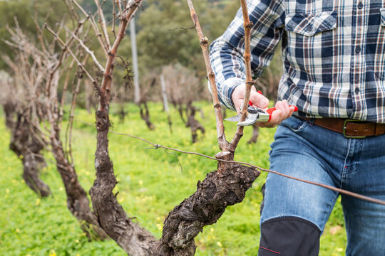 Close-up of the hands of the winemaker pruning the vineyard with professional steel scissors. Traditional agriculture. Winter pruning, Guyot method.