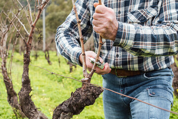 Naklejka premium Close-up of the hands of the winemaker pruning the vineyard with professional steel scissors. Traditional agriculture. Winter pruning, Guyot method.