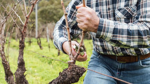 Close-up of the hands of the winemaker pruning the vineyard with professional steel scissors. Traditional agriculture. Winter pruning, Guyot method.