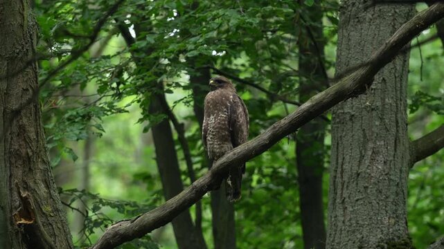 Common buzzard
