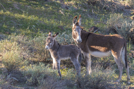 Wild burros Near Lake Pleasant in the Arizona Desert in Winter