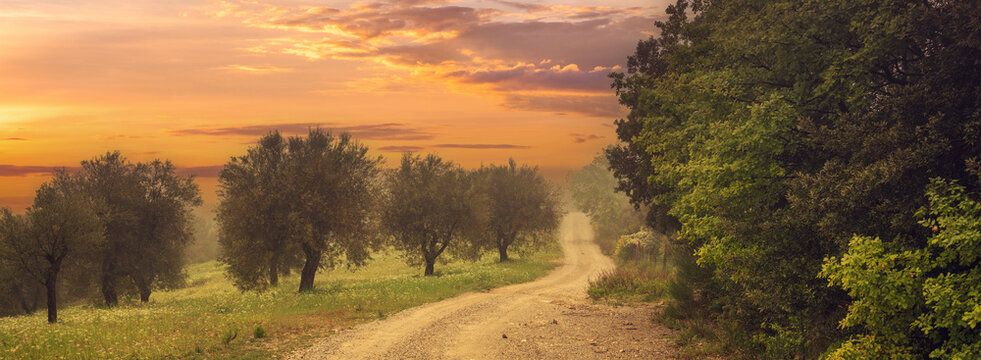 Foggy autumn rural landscape. Dirt road in olive plantation